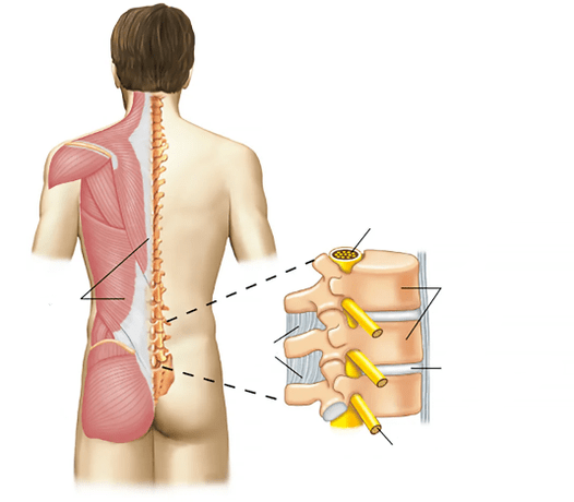 colonna vertebrale lombosacrale